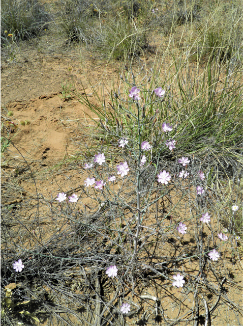 Stephanomeria exigua (Small wirelettuce) #81267