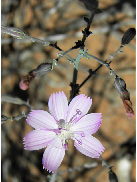 Stephanomeria exigua (Small wirelettuce) #81269