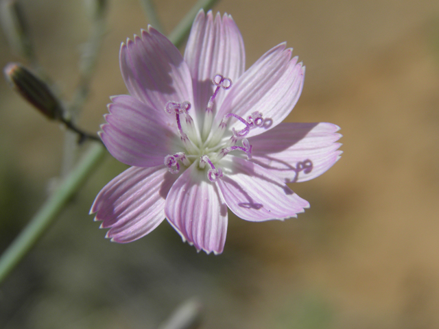 Stephanomeria exigua (Small wirelettuce) #81271