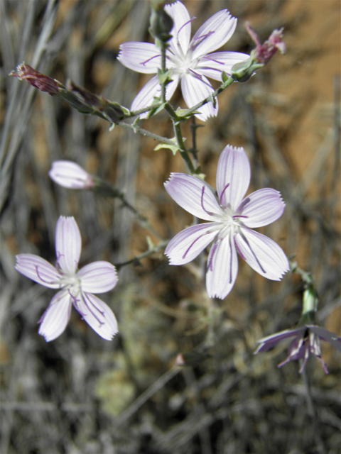 Stephanomeria exigua (Small wirelettuce) #81273