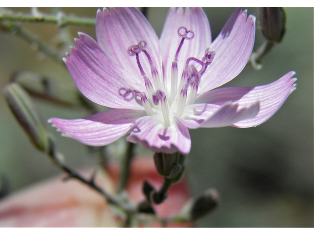 Stephanomeria exigua (Small wirelettuce) #81274