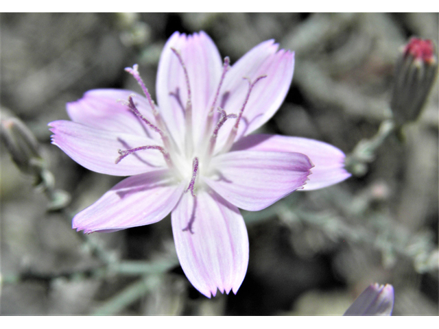 Stephanomeria exigua (Small wirelettuce) #81276