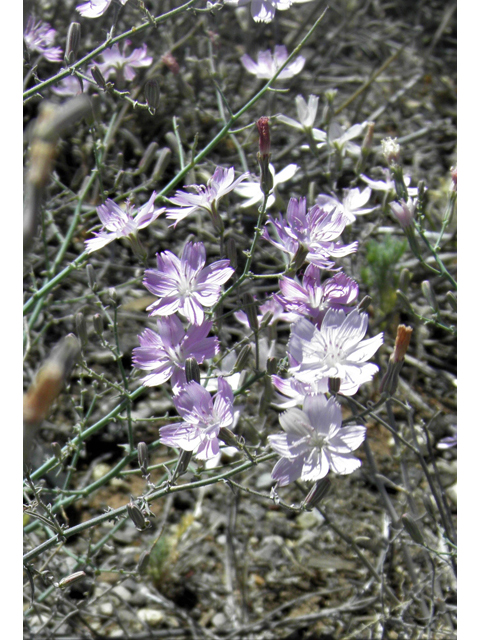 Stephanomeria exigua (Small wirelettuce) #81279