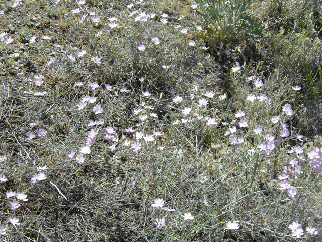 Stephanomeria exigua (Small wirelettuce) #81280