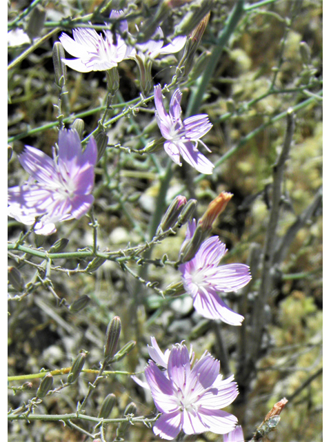 Stephanomeria exigua (Small wirelettuce) #81281