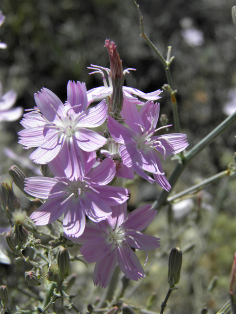 Stephanomeria exigua (Small wirelettuce) #81282