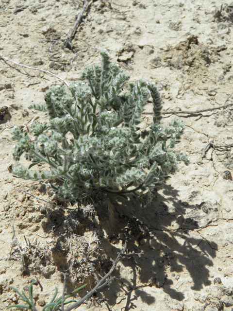 Cryptantha mexicana (Mexican cryptantha) #81295