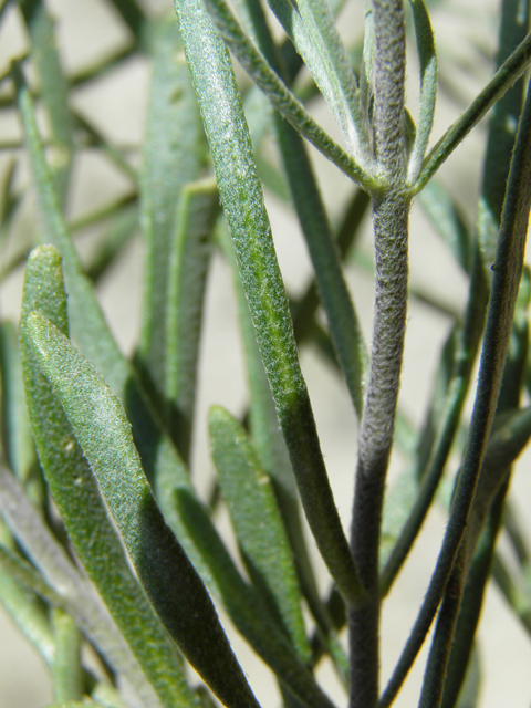 Nerisyrenia linearifolia (White sands fanmustard) #81355