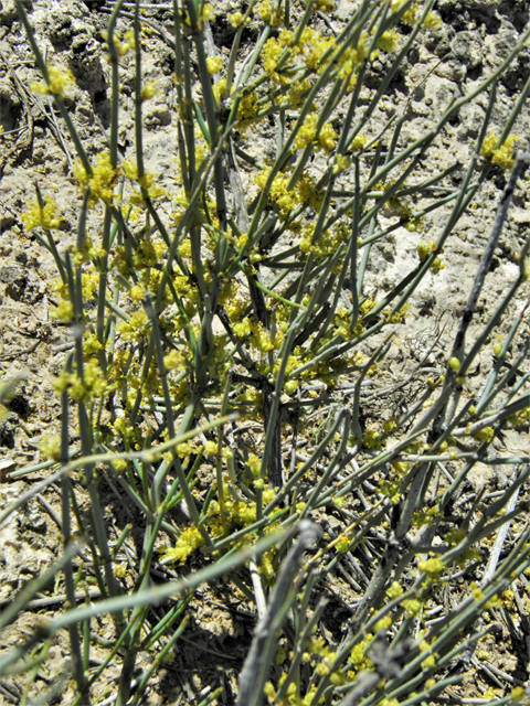 Ephedra torreyana (Torrey's jointfir) #81369