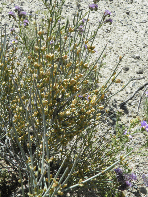 Ephedra torreyana (Torrey's jointfir) #81370