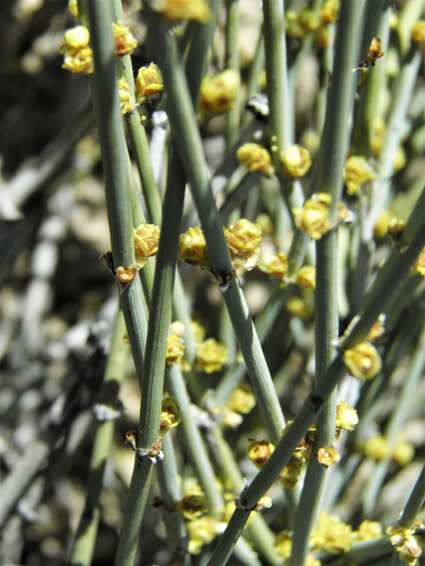 Ephedra torreyana (Torrey's jointfir) #81371