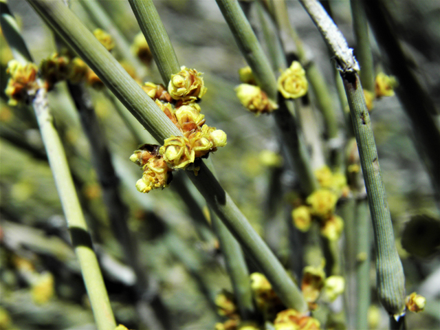 Ephedra torreyana (Torrey's jointfir) #81372