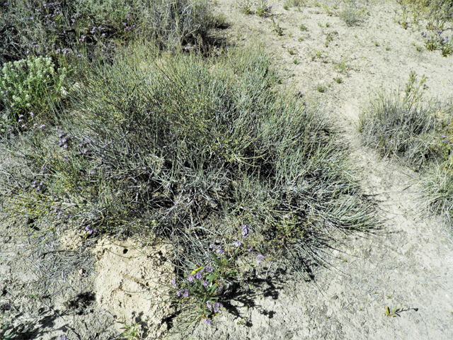 Ephedra torreyana (Torrey's jointfir) #81374