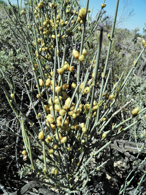 Ephedra torreyana (Torrey's jointfir) #81375