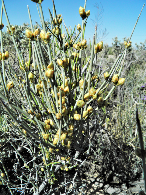 Ephedra torreyana (Torrey's jointfir) #81376