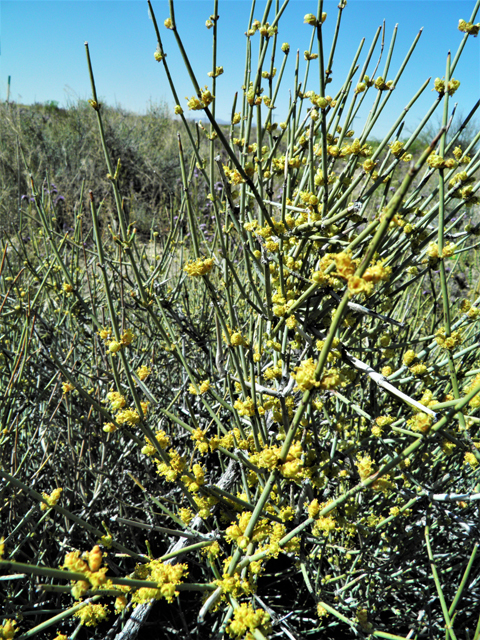 Ephedra torreyana (Torrey's jointfir) #81377