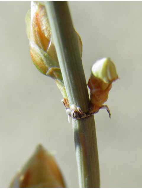 Ephedra torreyana (Torrey's jointfir) #81380