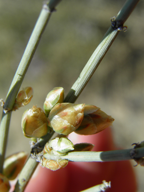 Ephedra torreyana (Torrey's jointfir) #81381