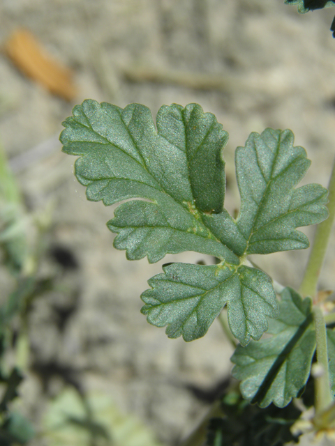 Erodium texanum (Texas stork's bill) #81390