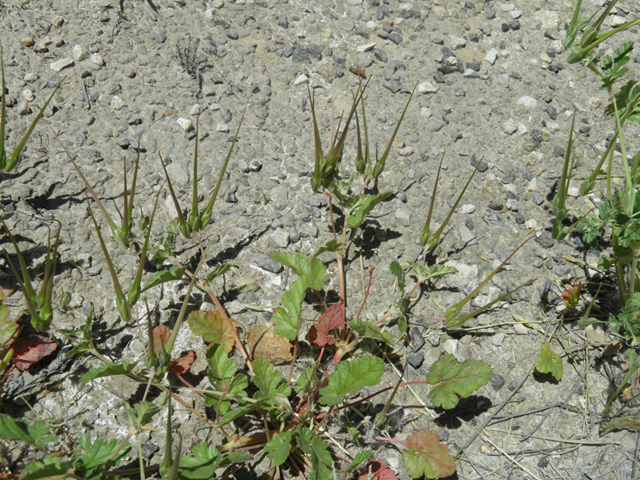 Erodium texanum (Texas stork's bill) #81391