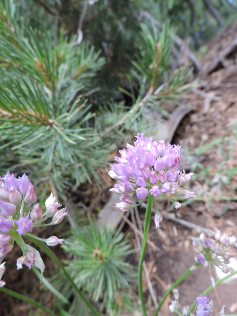 Allium geyeri (Geyer's onion) #81411