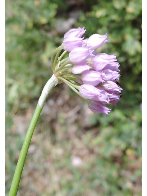 Allium geyeri (Geyer's onion) #81412