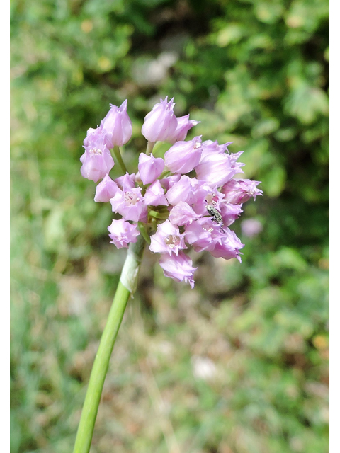 Allium geyeri (Geyer's onion) #81413