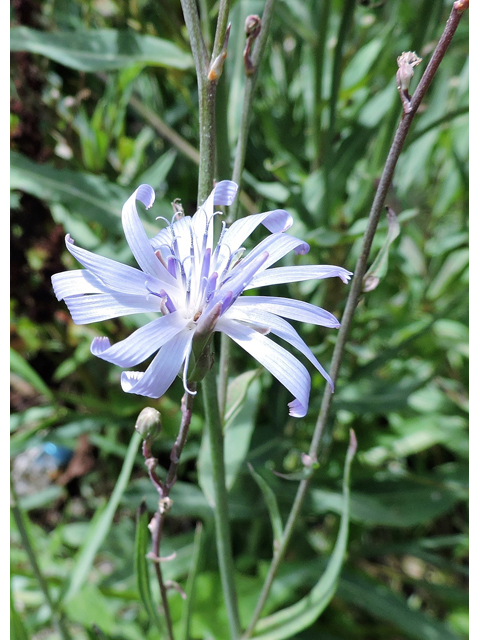 Lactuca tatarica (Blue lettuce) #81425