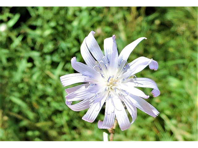 Lactuca tatarica (Blue lettuce) #81426