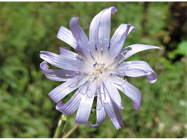 Lactuca tatarica (Blue lettuce) #81427