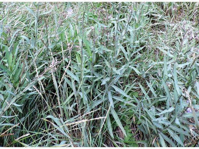 Lactuca tatarica (Blue lettuce) #81432