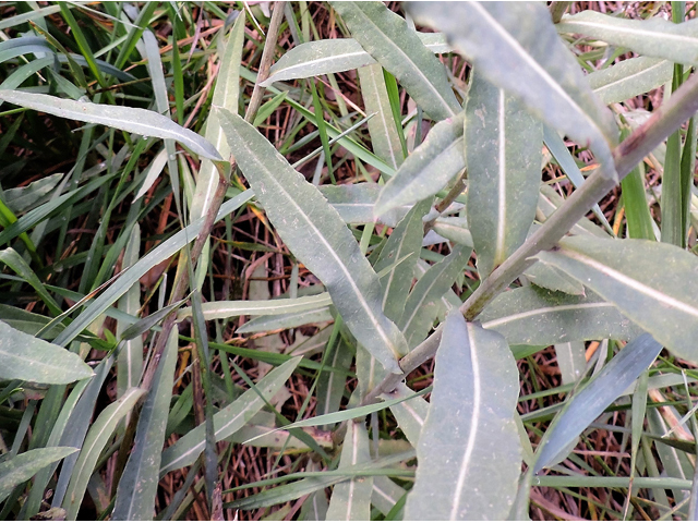 Lactuca tatarica (Blue lettuce) #81433