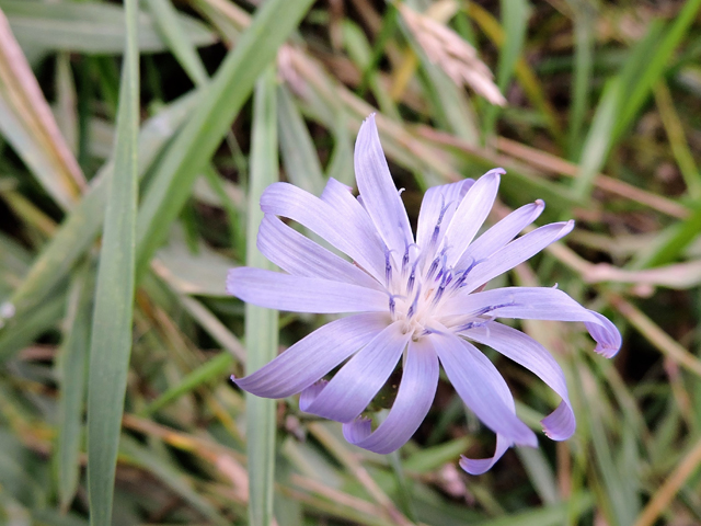 Lactuca tatarica (Blue lettuce) #81434