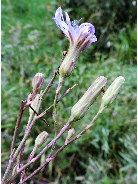 Lactuca tatarica (Blue lettuce) #81435