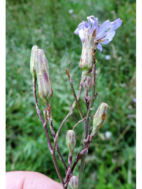 Lactuca tatarica (Blue lettuce) #81436