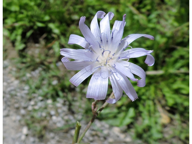 Lactuca tatarica (Blue lettuce) #81437