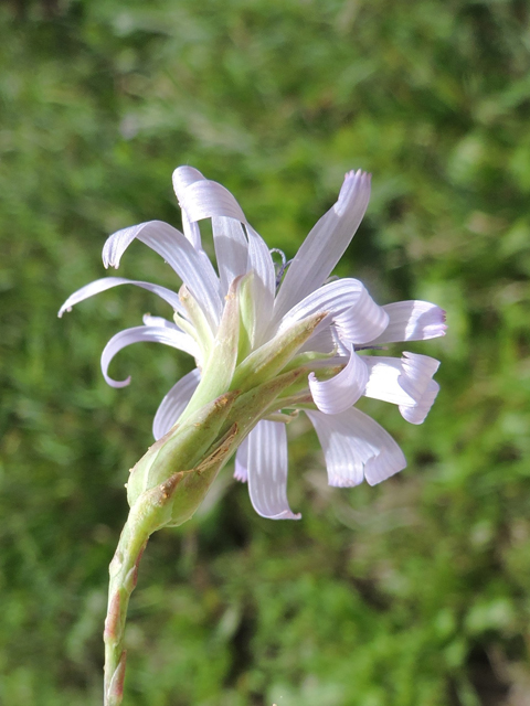 Lactuca tatarica (Blue lettuce) #81439