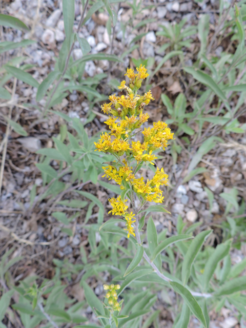 Solidago wrightii (Wright's goldenrod) #81442