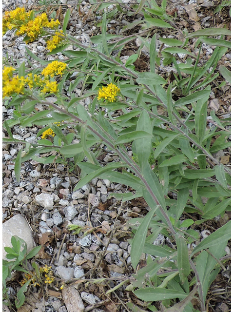 Solidago wrightii (Wright's goldenrod) #81443