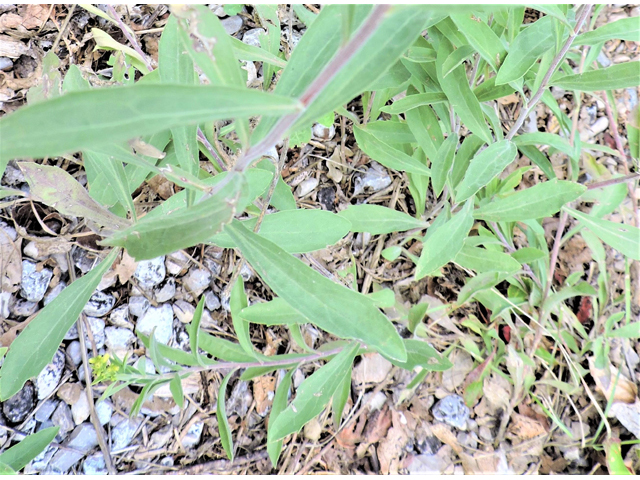 Solidago wrightii (Wright's goldenrod) #81444