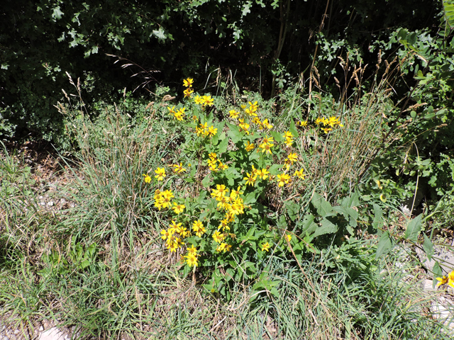 Verbesina oreophila (Mountain crownbeard) #81445