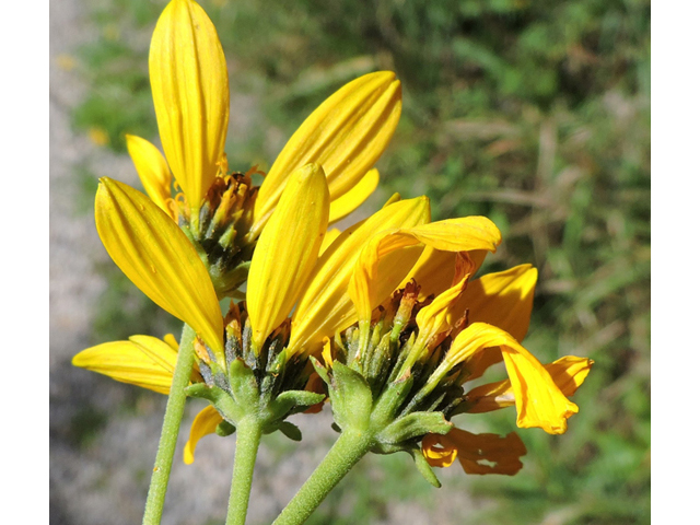 Verbesina oreophila (Mountain crownbeard) #81450