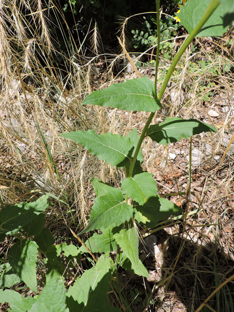 Verbesina oreophila (Mountain crownbeard) #81453