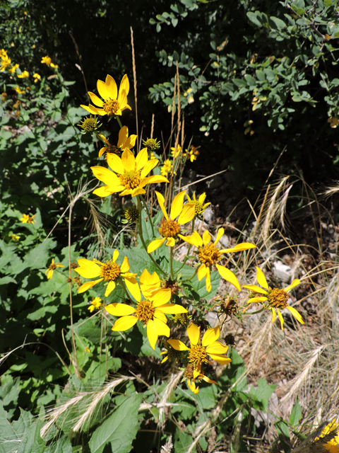 Verbesina oreophila (Mountain crownbeard) #81454