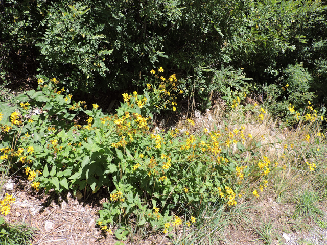 Verbesina oreophila (Mountain crownbeard) #81457