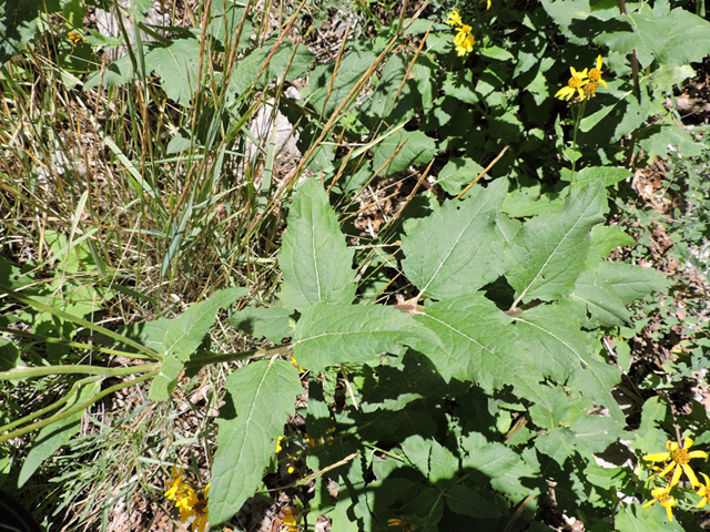 Verbesina oreophila (Mountain crownbeard) #81459