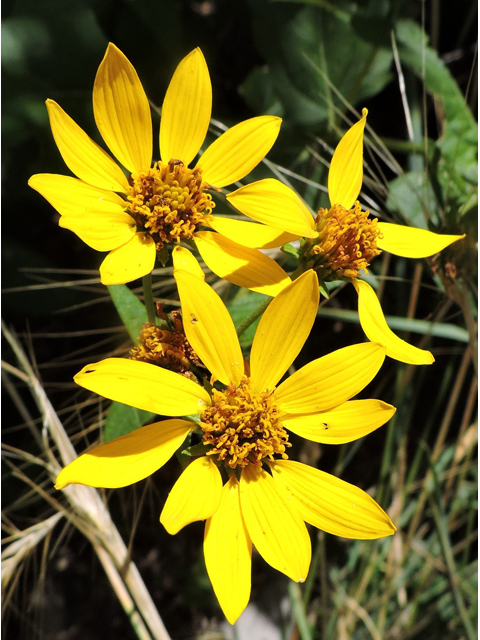 Verbesina oreophila (Mountain crownbeard) #81460