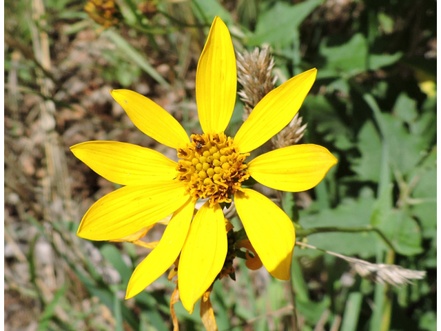 Verbesina oreophila (Mountain crownbeard) #81462