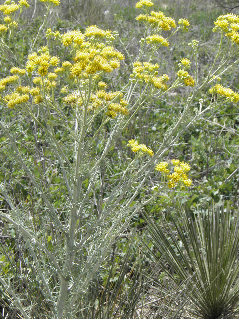 Hymenopappus flavescens (Yellow plainsman) #81480