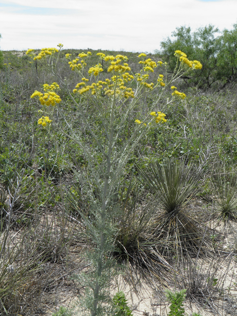 Hymenopappus flavescens (Yellow plainsman) #81482